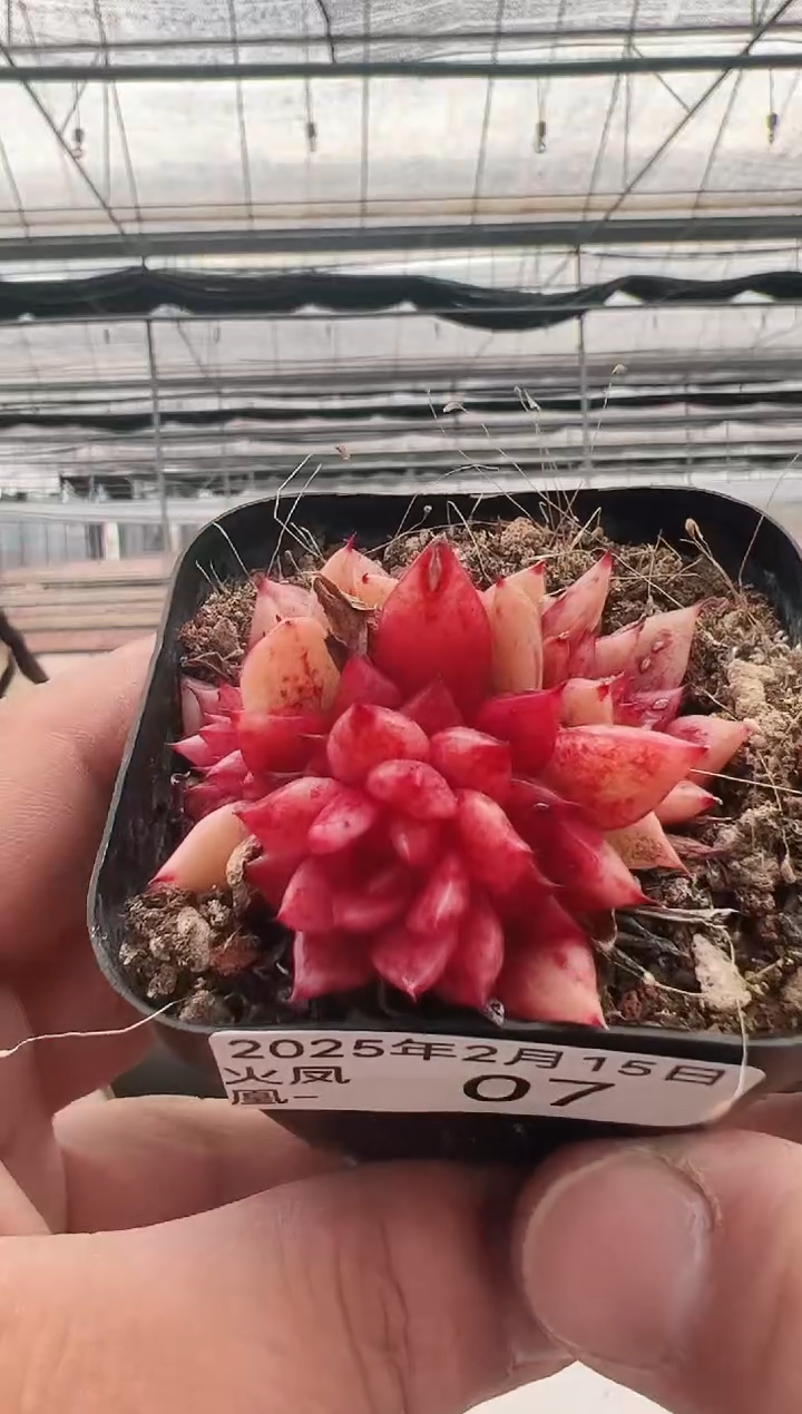 【闪购商品】火凤凰-7