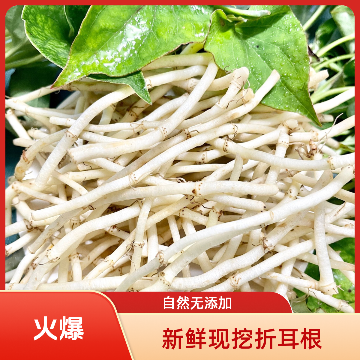 【现挖新货】农家鱼腥草新货新鲜折耳根嫩根中药材煮水凉拌炒肉蔬菜