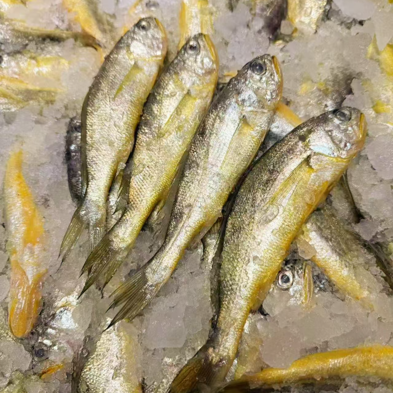 舟山小黄鱼 （6-7条/斤）  热气发货