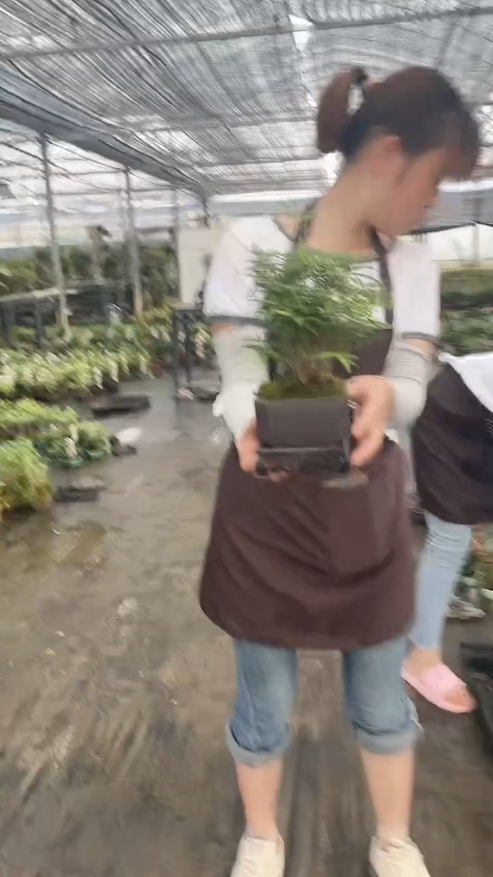 无花朵P10仿紫砂附石竹