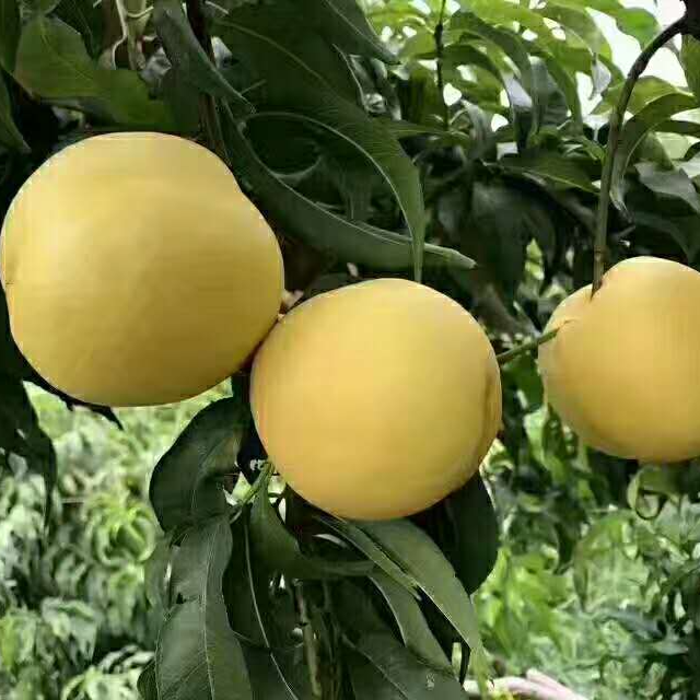 中油24号晚熟油桃品种郑州果树研究所桃苗