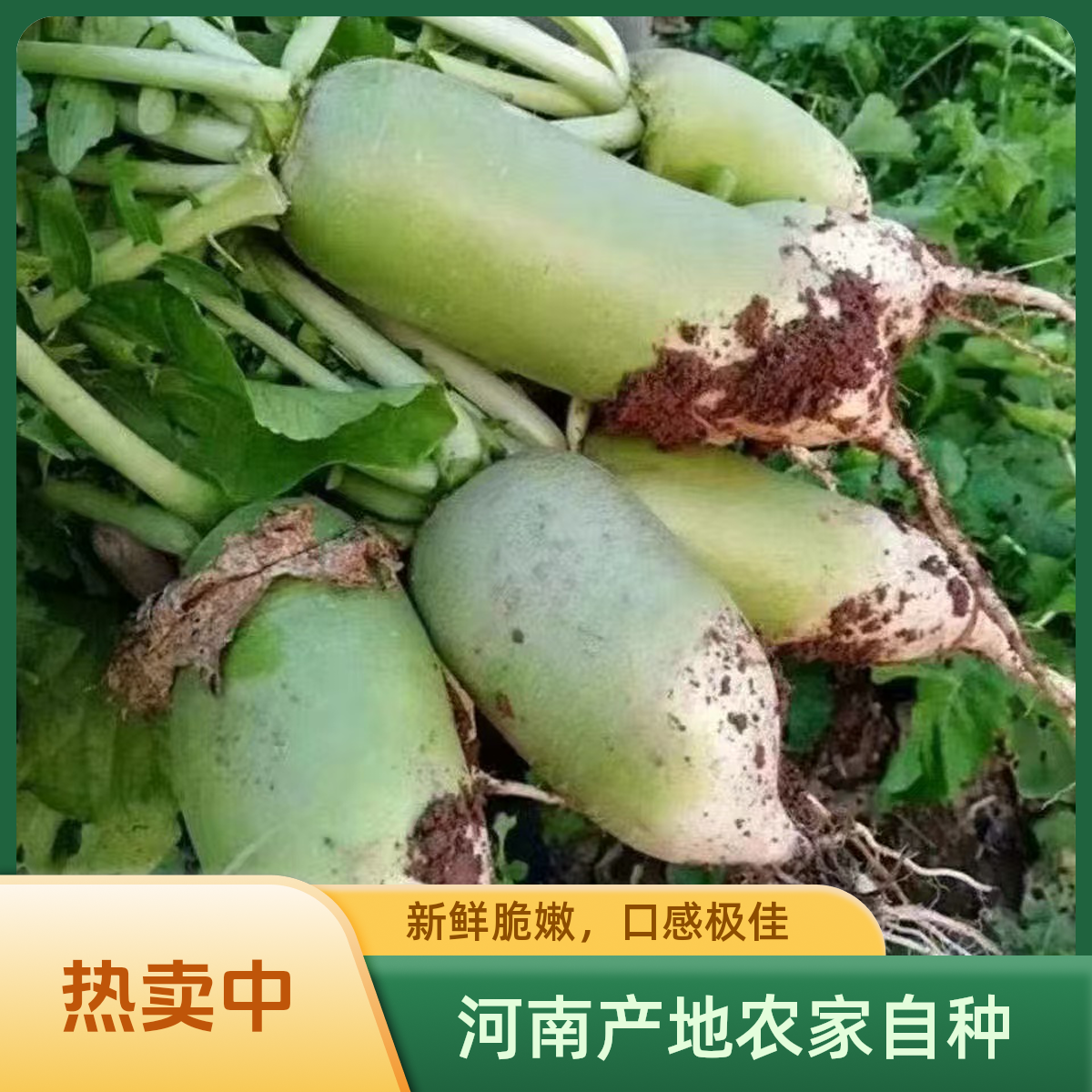 【河南青萝卜】河南农家自种新鲜现挖老品种青萝卜清脆多汁可生吃