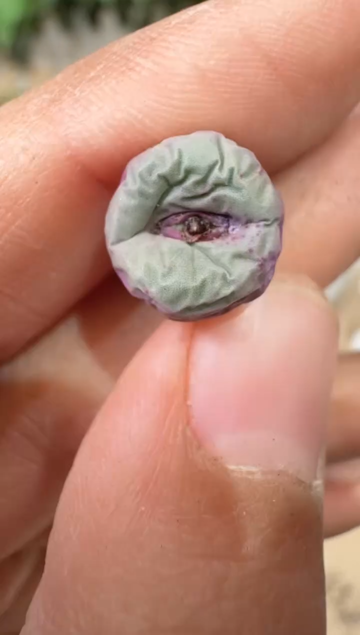 28-343多肉植物肉锥