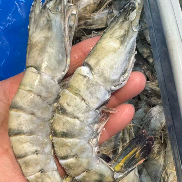 活冻大草虾kg1斤10个头