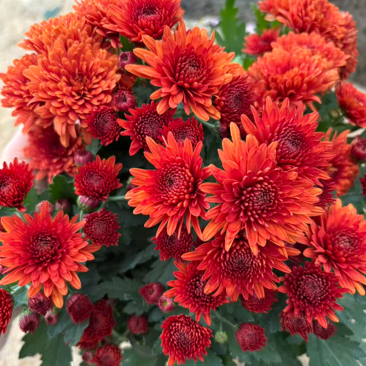 橙水晶 荷兰菊 多季节开花 耐热花货量大 新手易养护盆栽