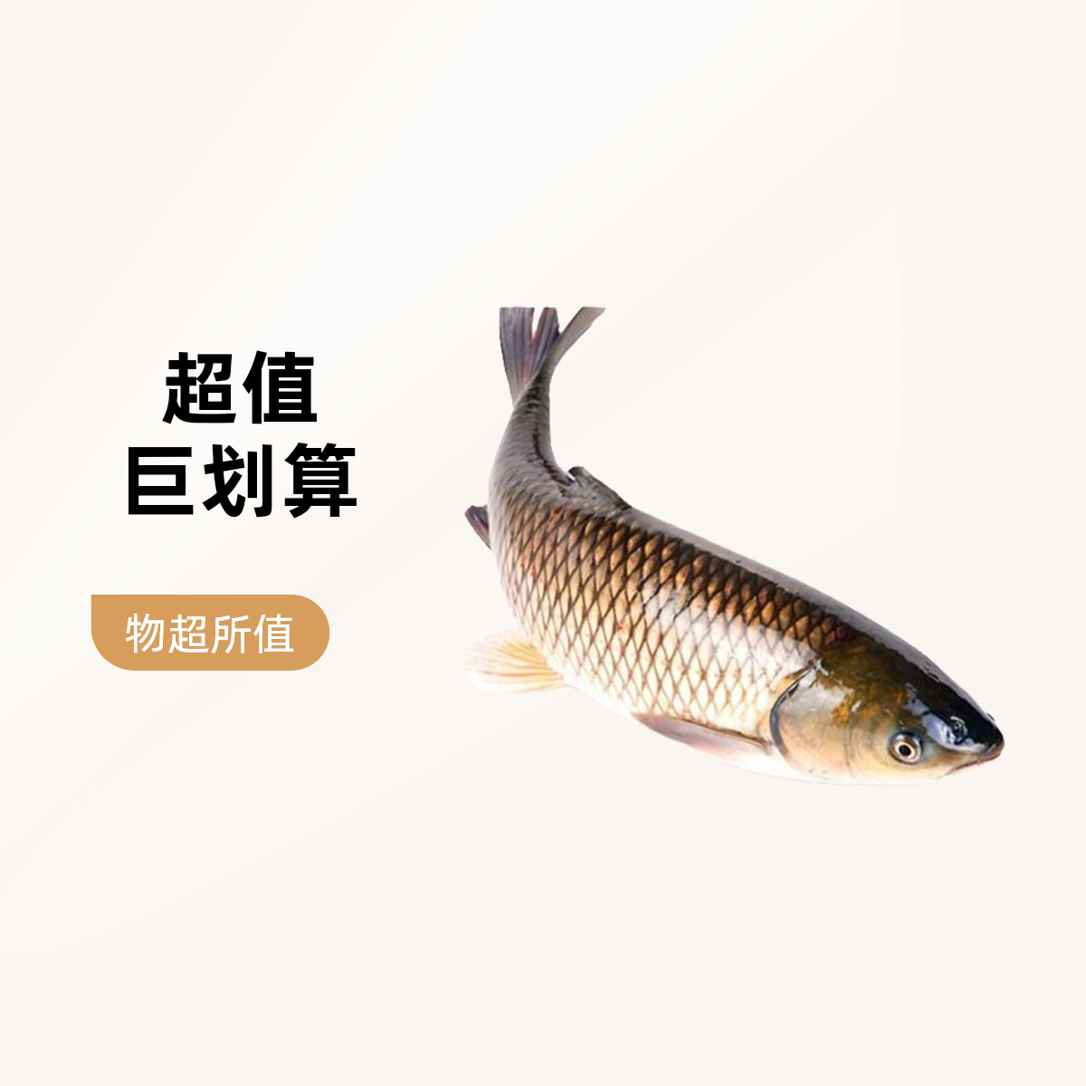 鲜活草鱼  2.5-3斤（默认宰杀好）