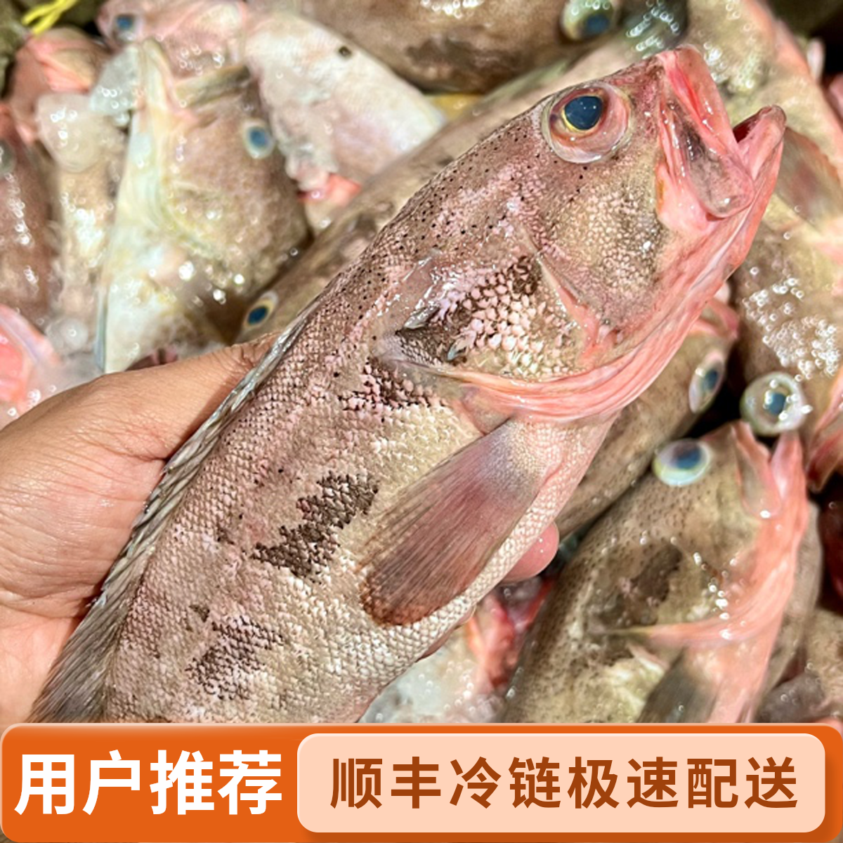 汕头海门海鲜 野生凸目过鱼 红口斑 顺丰冷链