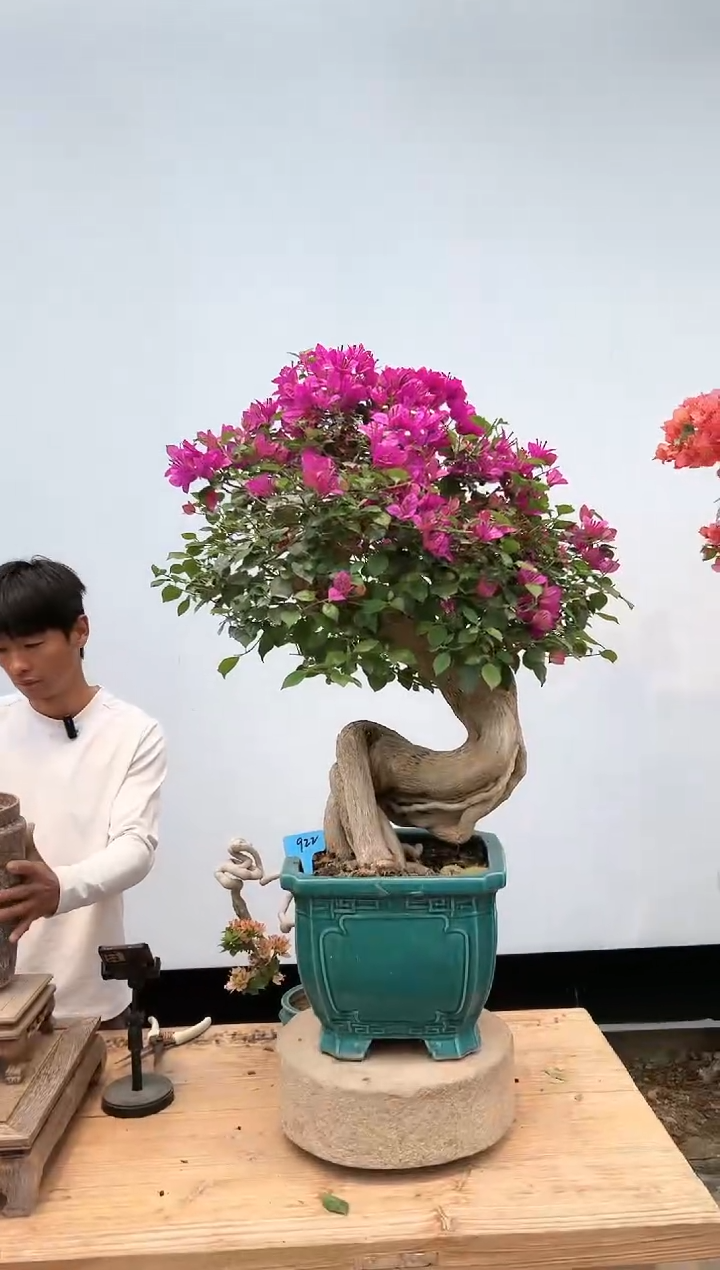 三角梅专场一物一拍22