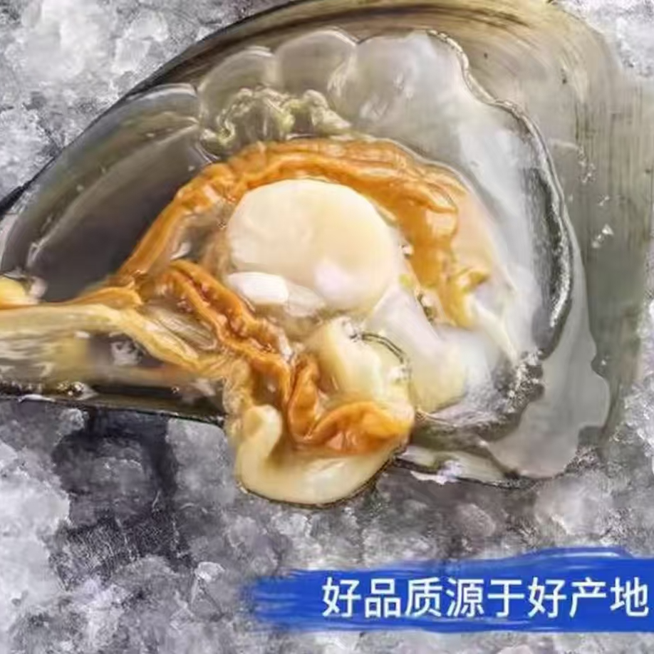 【郭老三东李店】青岛当地野生带子-活江瑶贝1只-青岛同城