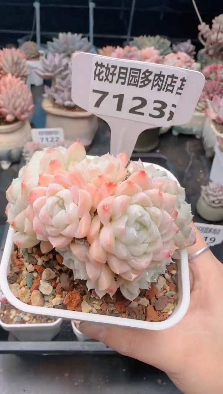 【闪购商品】7123.