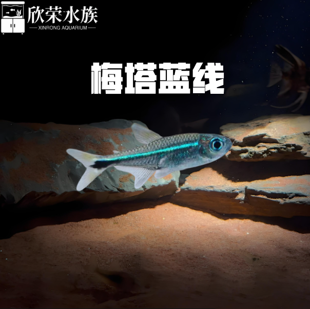 梅塔蓝线哥伦比亚梅塔蓝线南美高端热带鱼草缸南美缸灯鱼