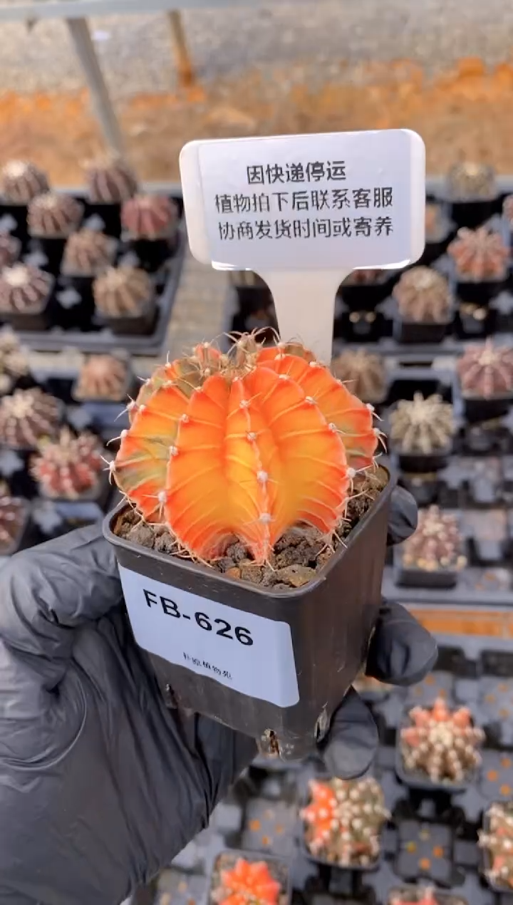 【闪购商品】米哈锦FB-626