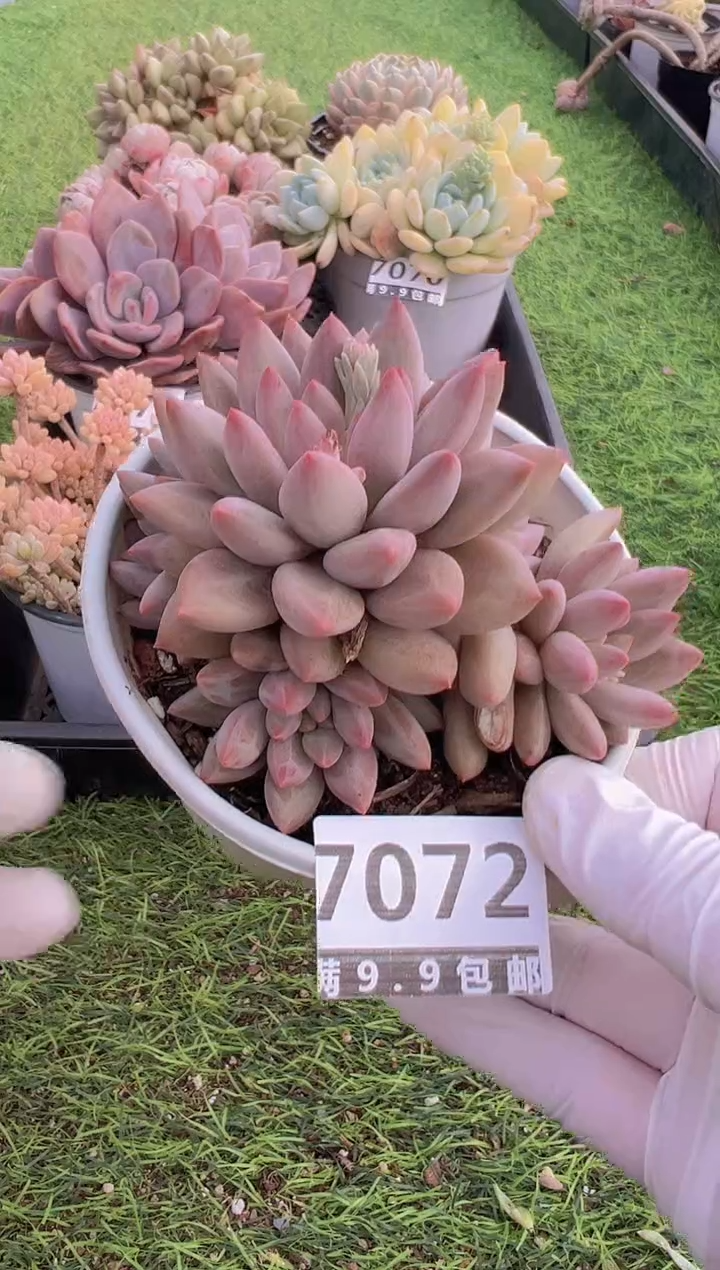 【闪购商品】信福多肉一物一拍