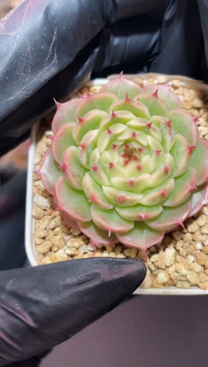 闪购706 花未眠多肉一颗  4厘米