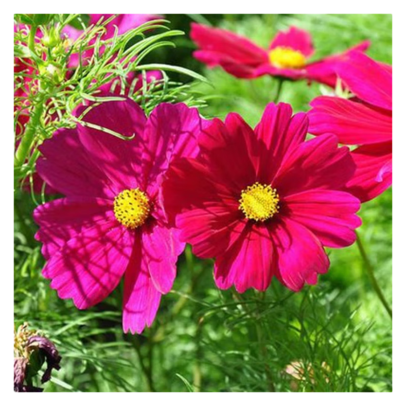 玫红波斯菊，格桑花，秋英