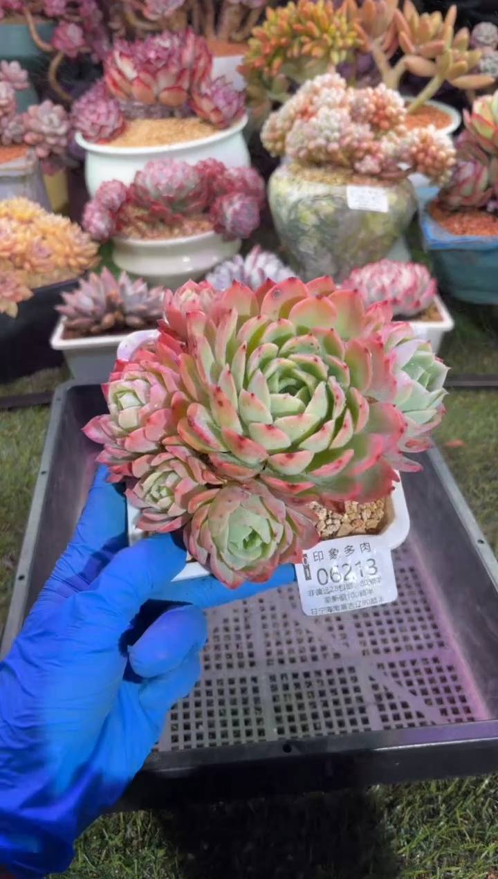 【闪购商品】06213