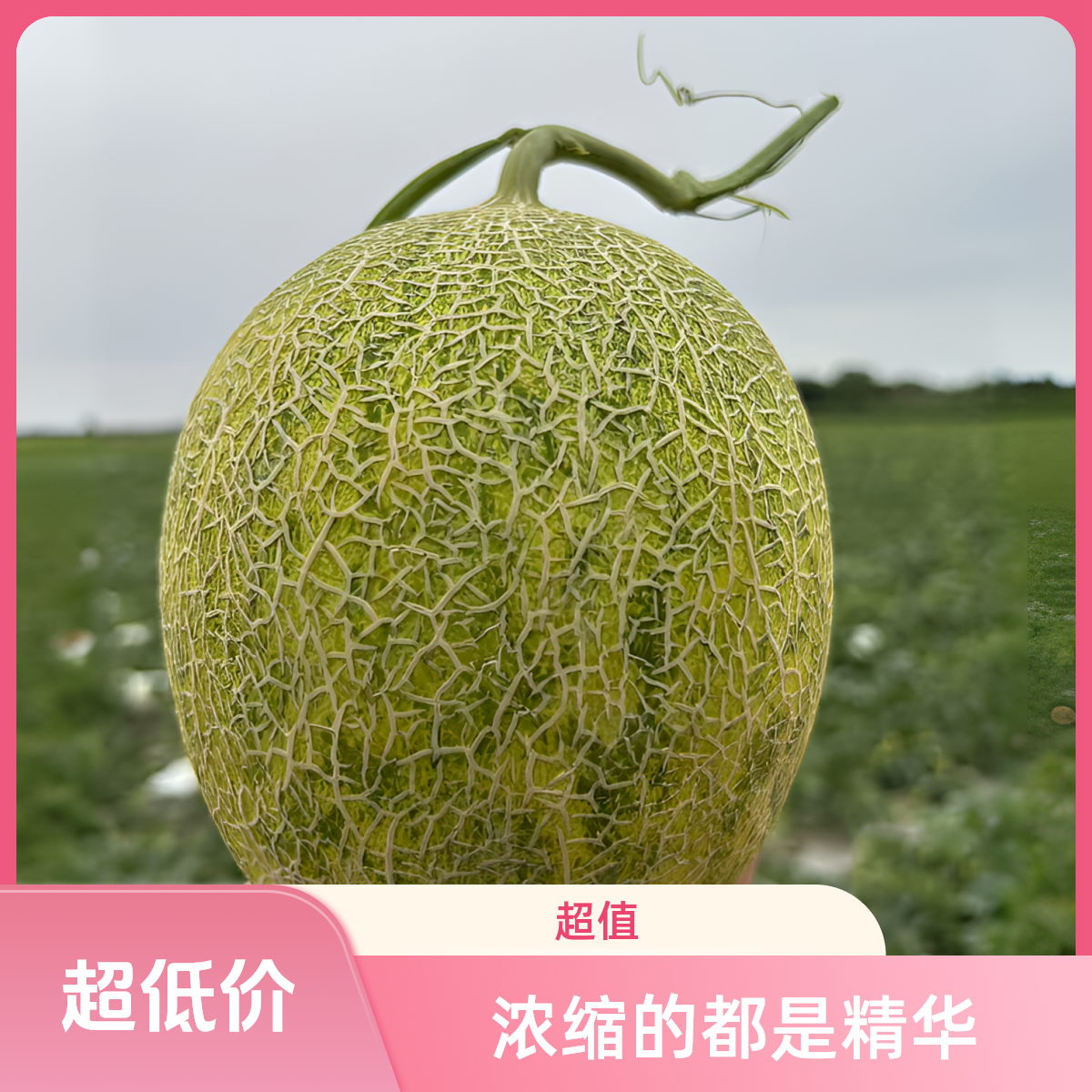 新疆直发正宗脆甜多汁纳斯蜜网纹哈密瓜【绝对新鲜】