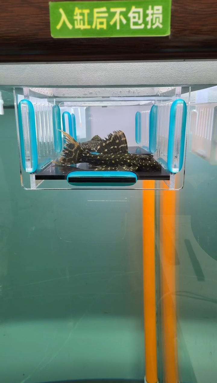 清道夫鱼128号银河600入缸不包损录制完整开箱视频7厘米