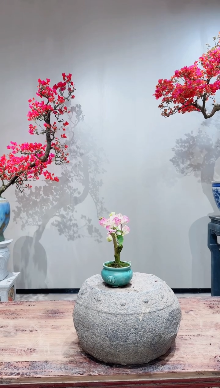 【闪购商品】盆景小绿樱