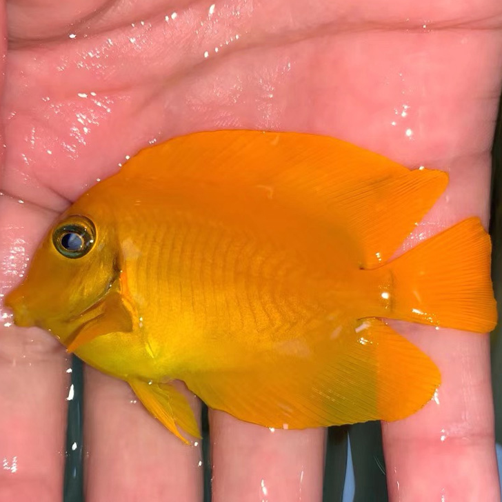 黄新娘 海水观赏鱼