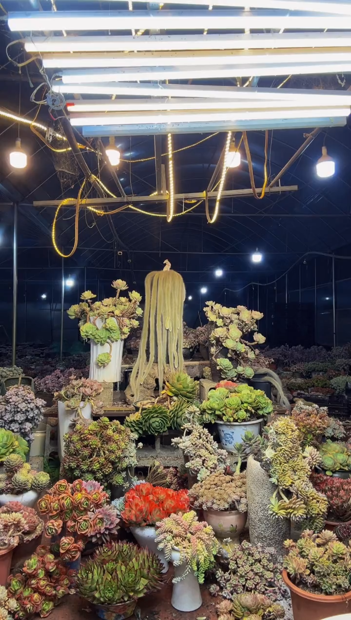 【闪购商品】39号一物一拍默认微瑕不售后