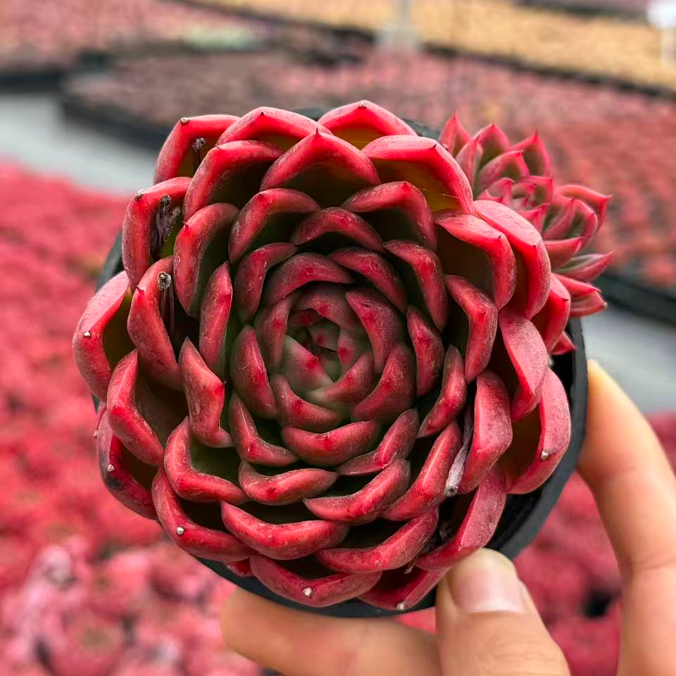 10#红衣多肉植物  前男友精品多肉 SM0772