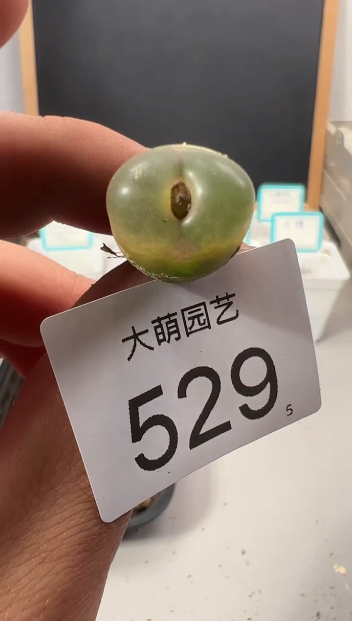 【闪购商品】+++++529