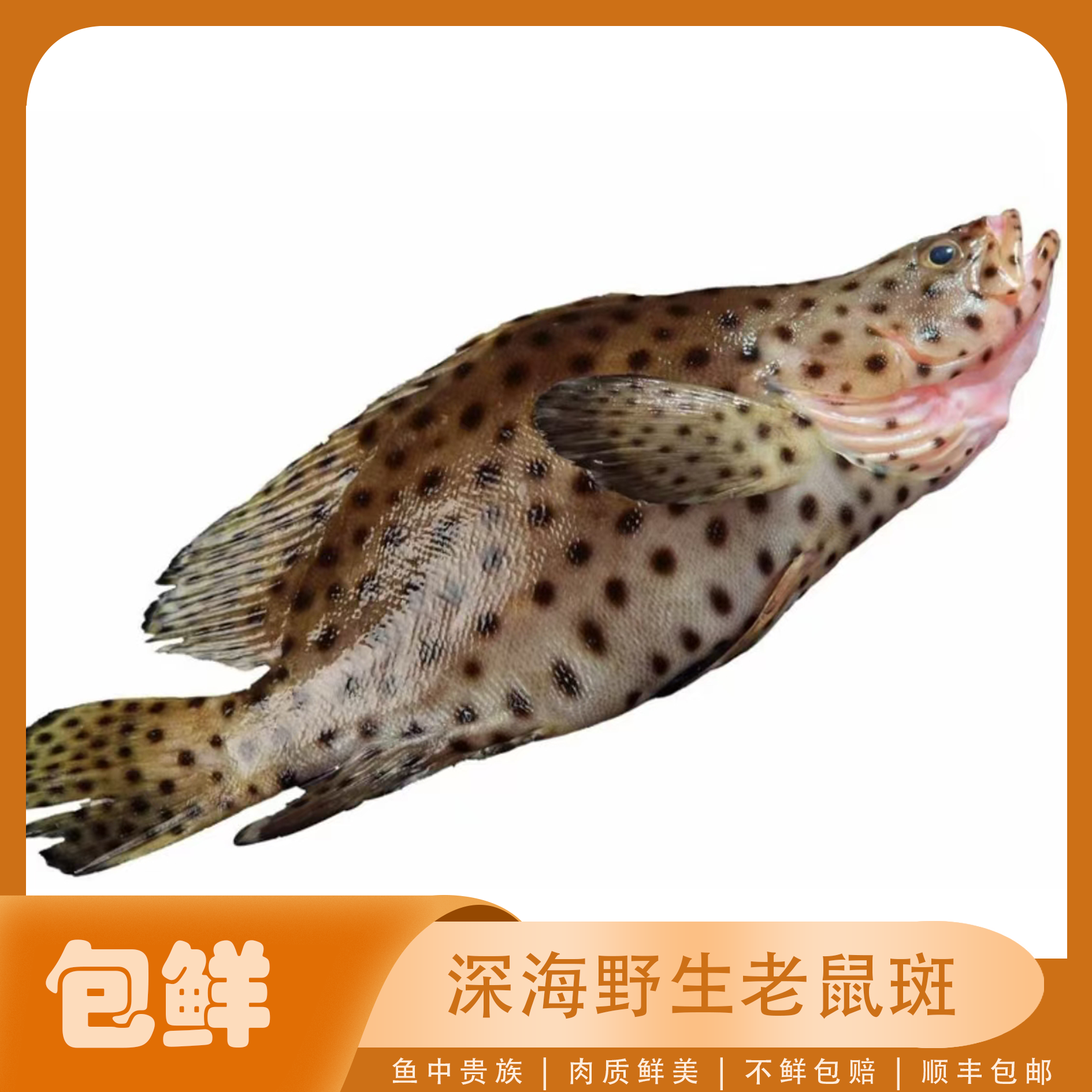 海众鲜森湛江本地海鲜【野生老鼠斑】顺丰冷链包邮 直播现拍现称