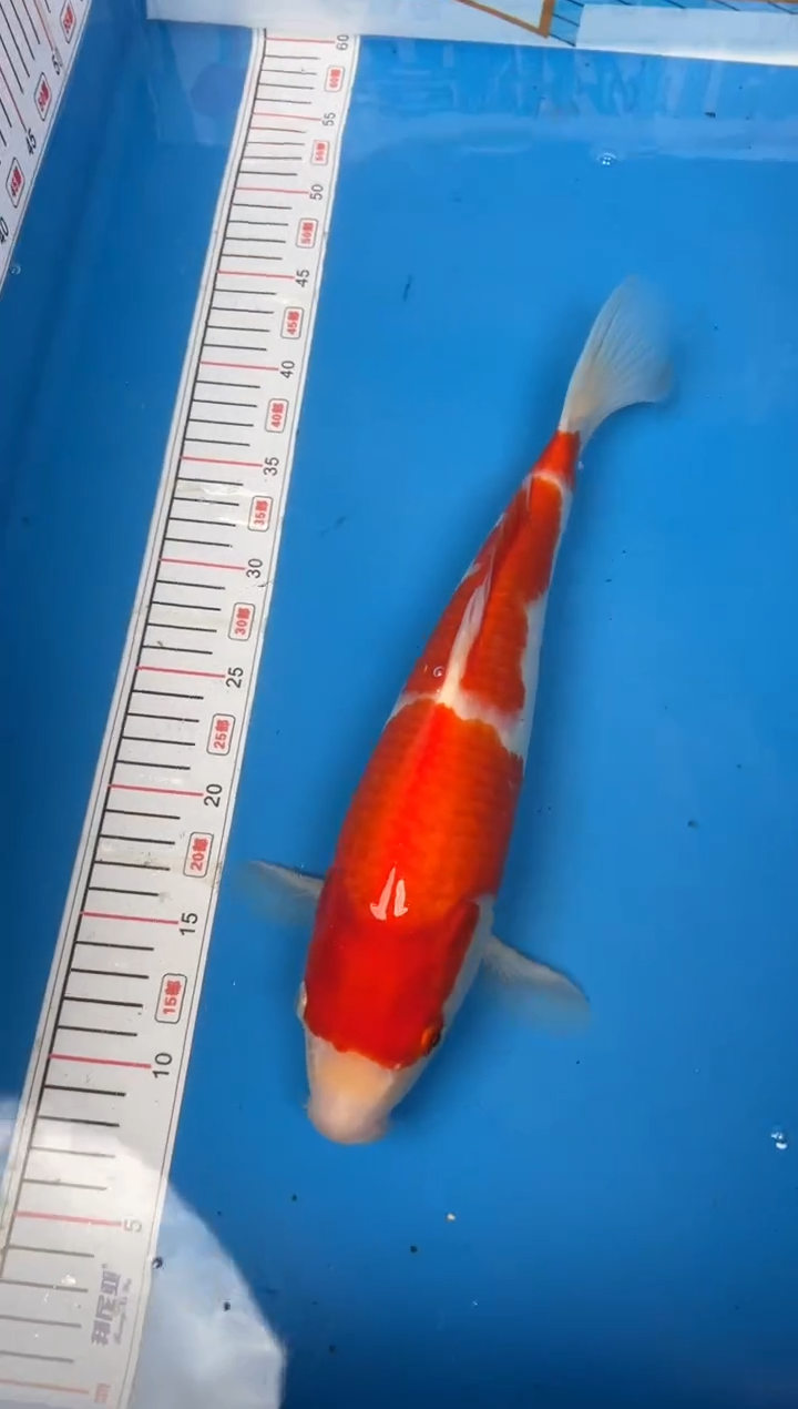 锦鲤C****.14号锦鲤鱼 闪购红白