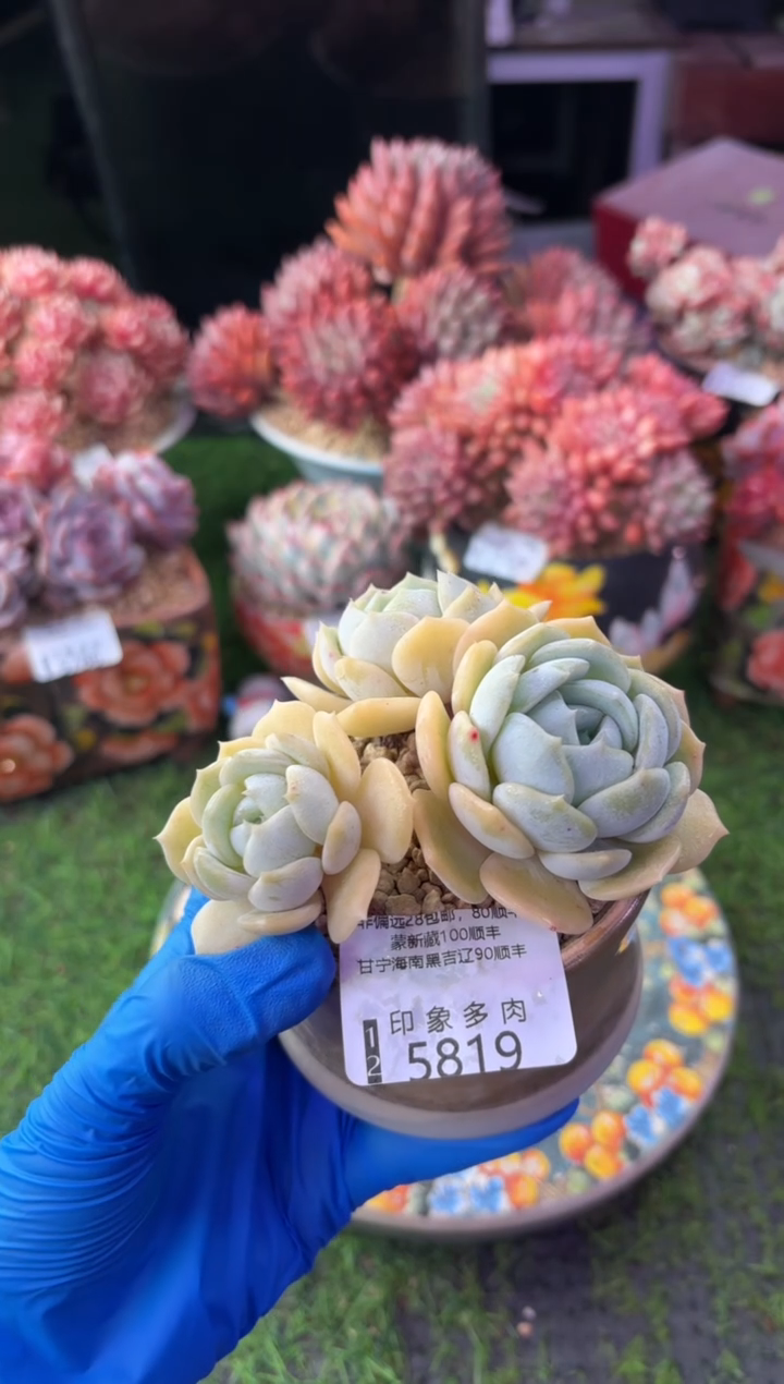 昆明印象多肉5819