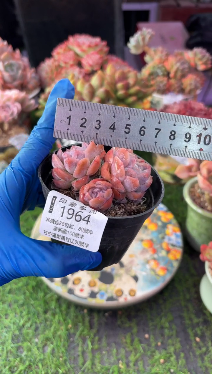 昆明印象多肉1964