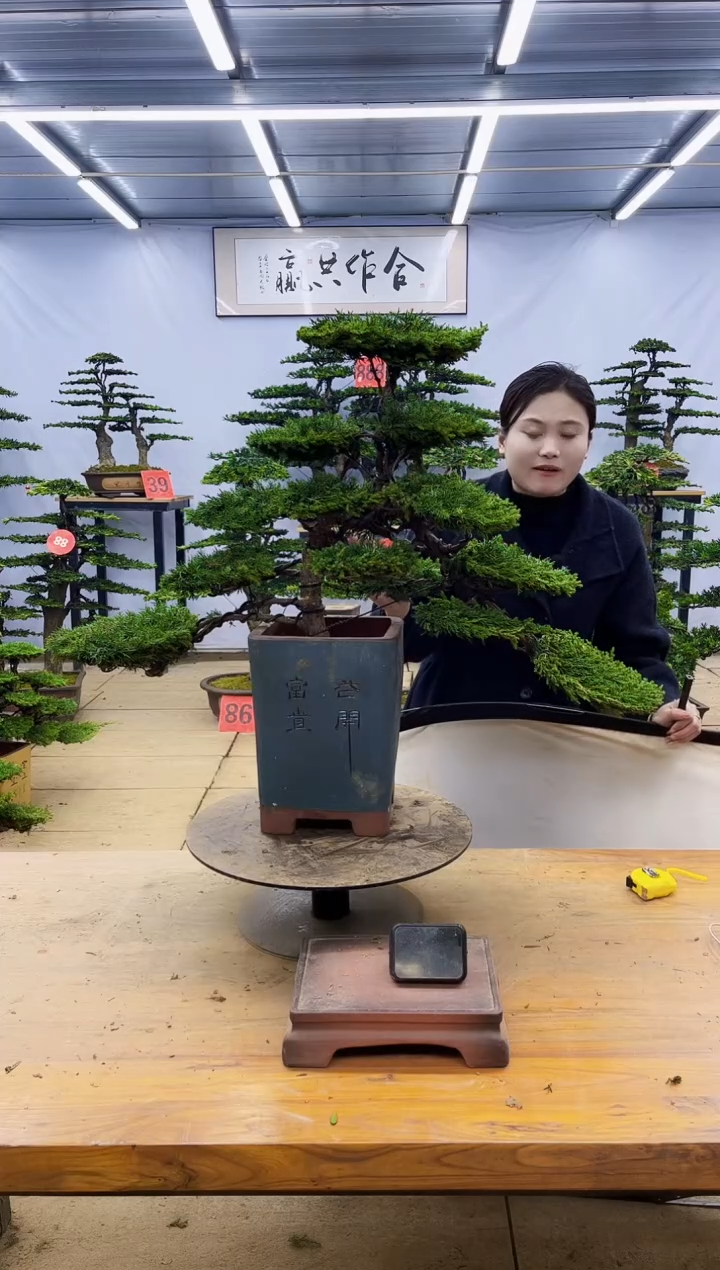 【闪购商品】高端盆景一物一拍，所见即所得