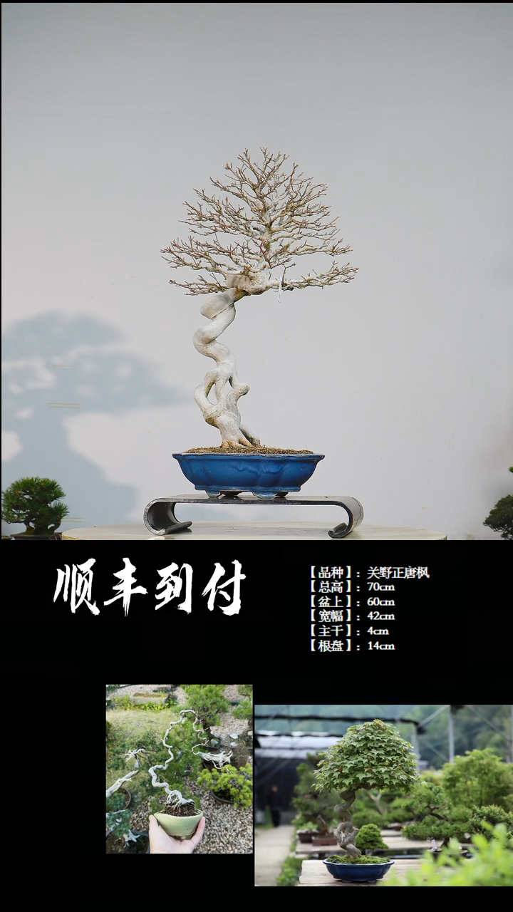 【闪购商品】·唐枫