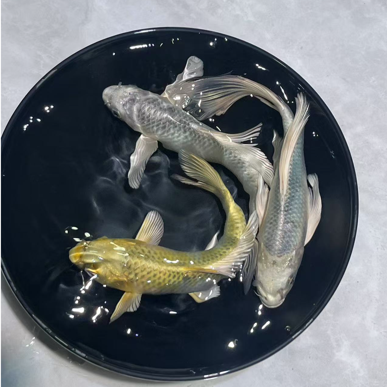 蓝牌1-100号锦鲤玛雅色蝴蝶鲤无鳞鱼活体观赏鱼