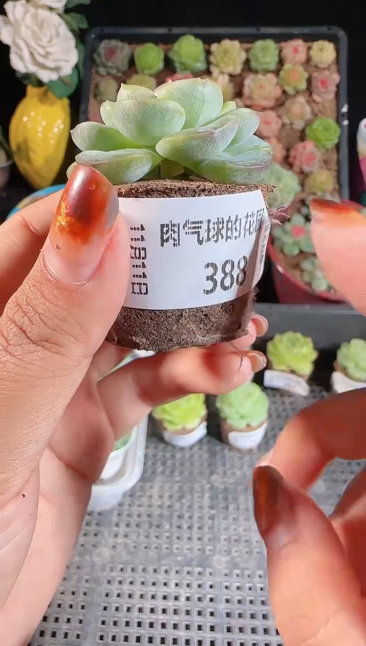 1111-388无土甘棠（群生不包整）