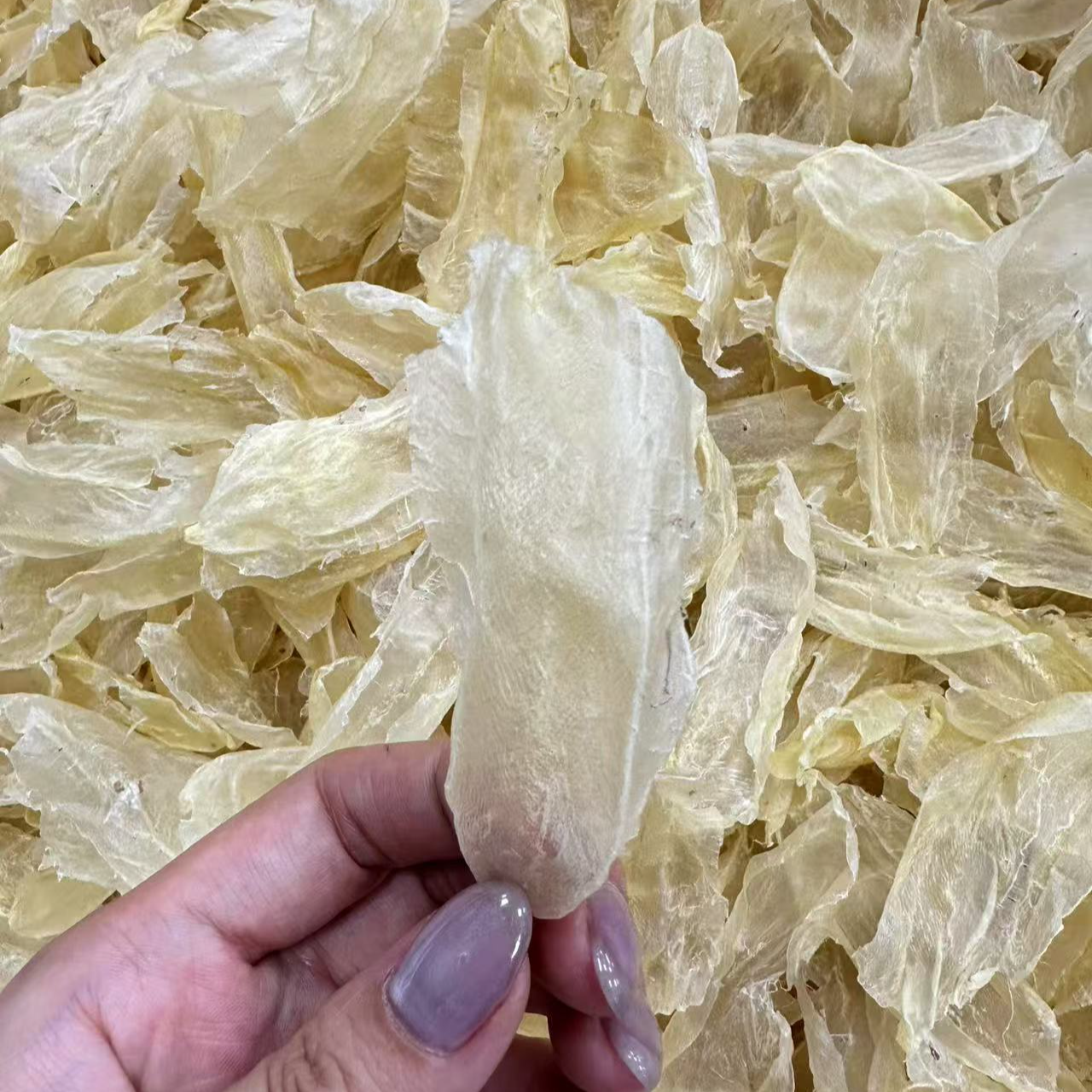 310头 印白小白花胶 