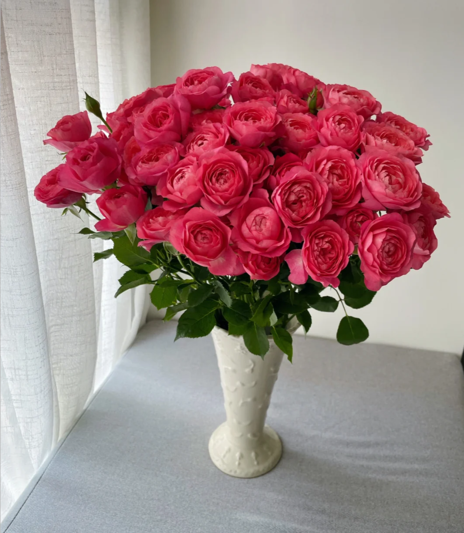 【胭脂公主】稀有多头玫瑰 全场任意两单升级顺丰