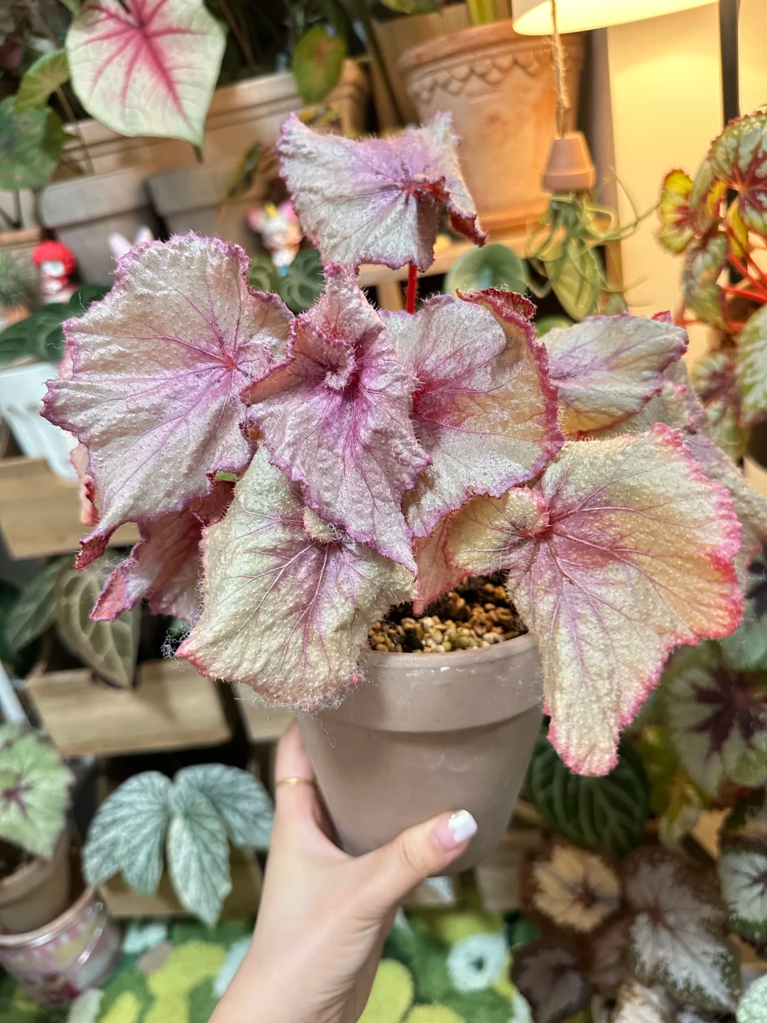 果酱好看好养耐荫的秋海棠室内观赏绿植