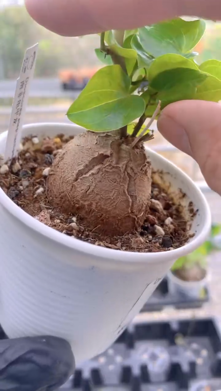 【闪购商品】南非龟甲龙FB-1205