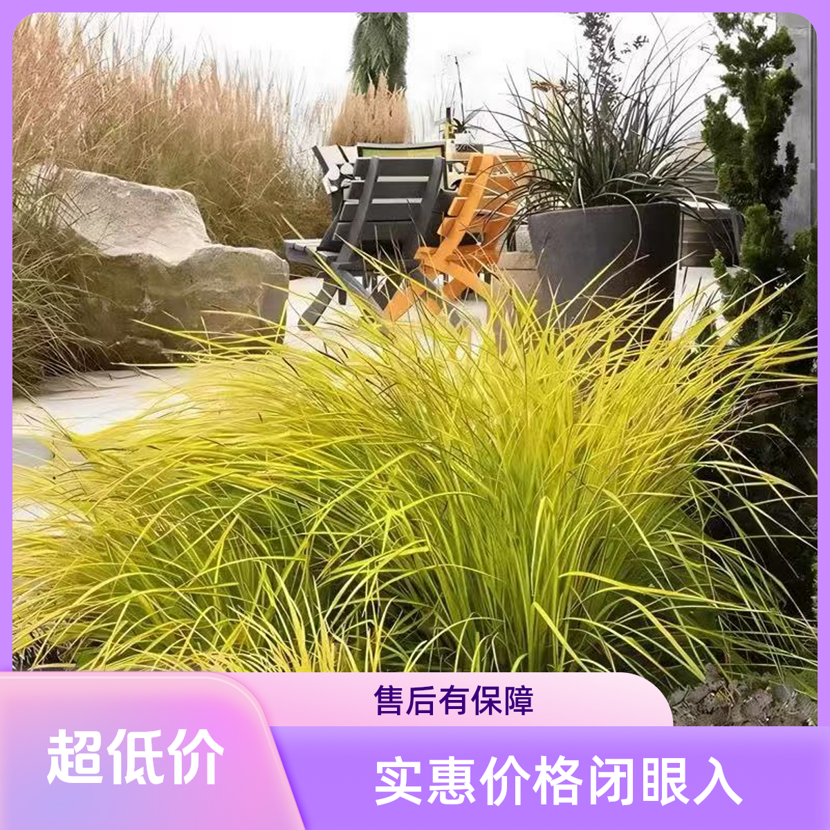 金叶石菖蒲庭院别墅造景植物四季好养花镜植物（5颗包邮，拍5发6）