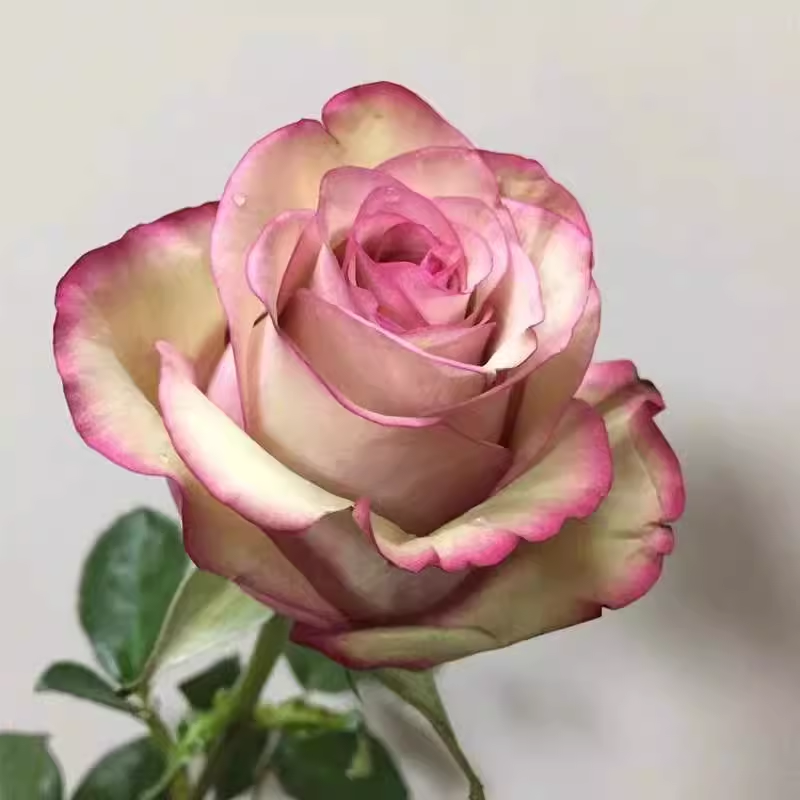 【红酒独颗】切花阳台庭院好养护抗病性强花卉绿植月季盆栽