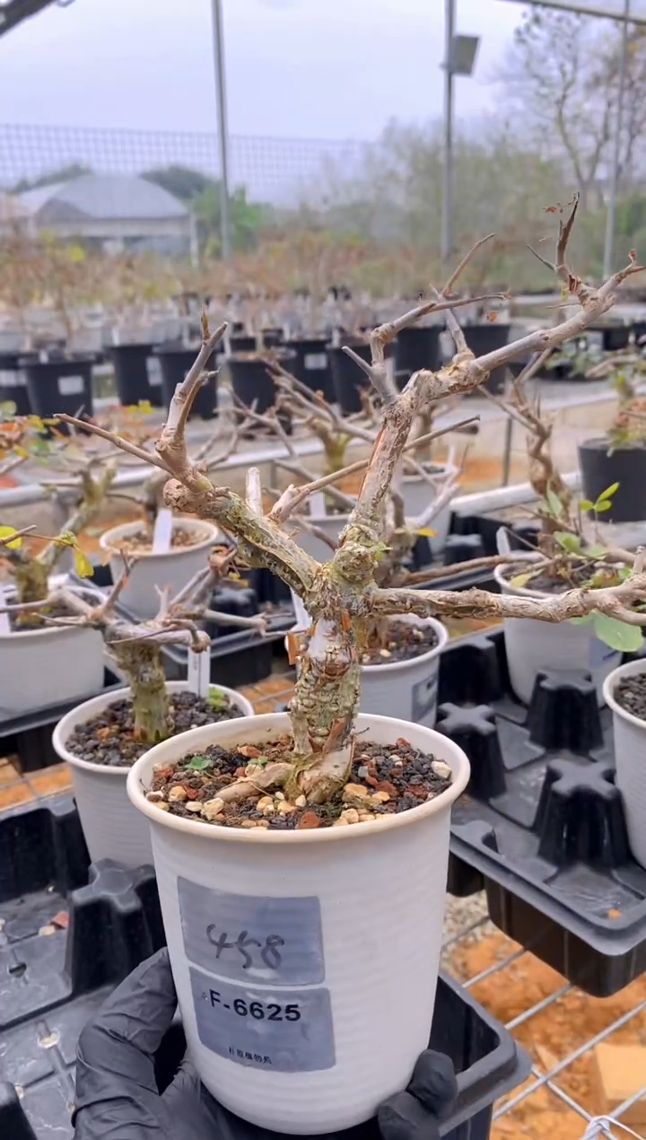 【闪购商品】奥比克没药F-6625