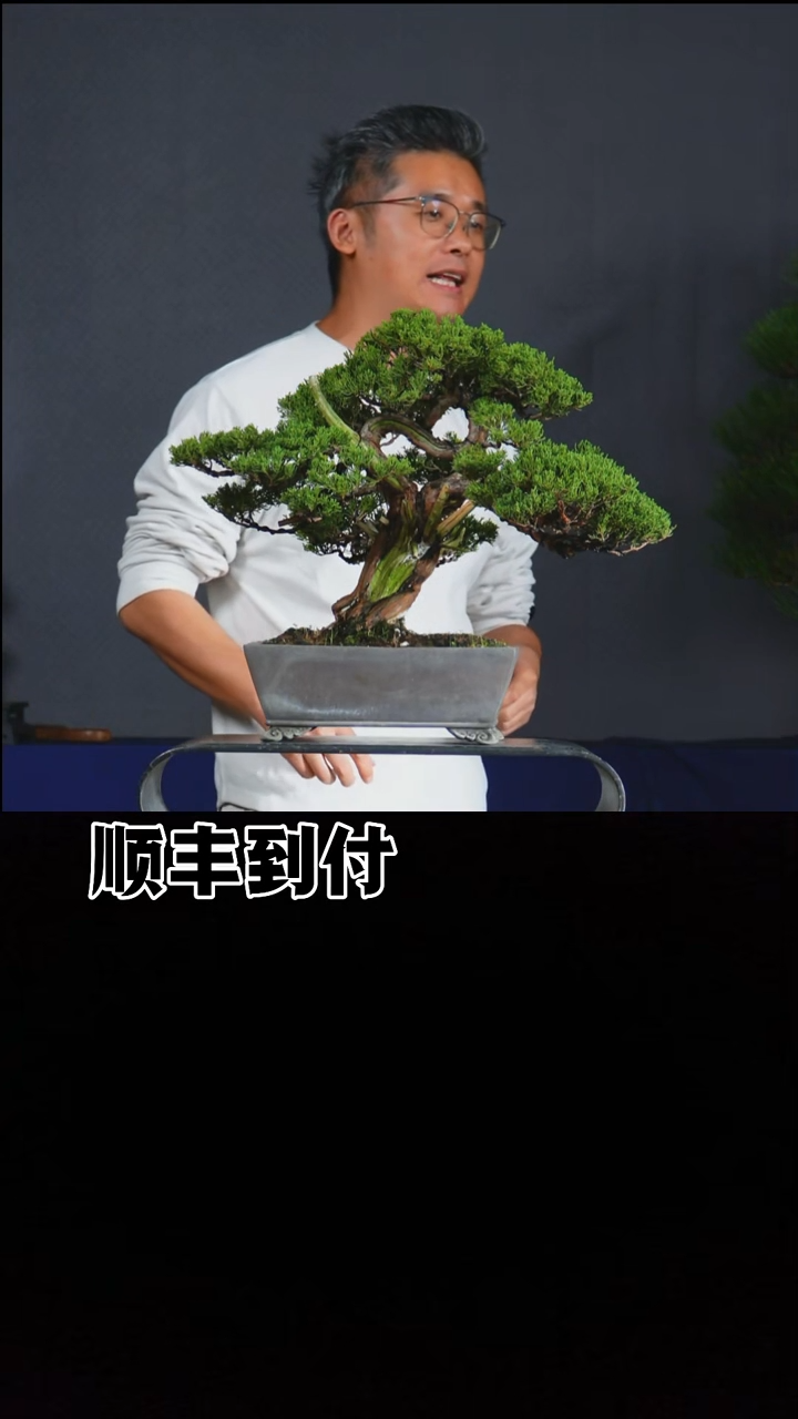 以实际为准系鱼川真柏buaboyou