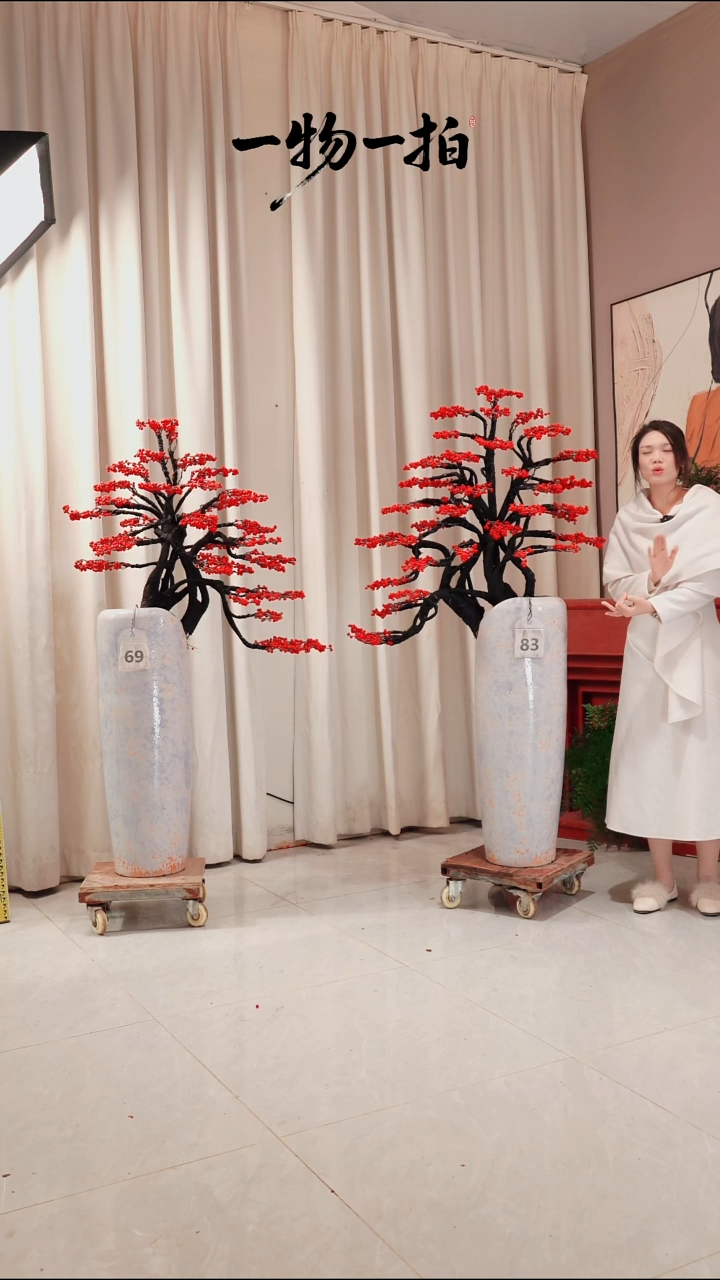 完全开放静**静83号北美冬青绿植链接