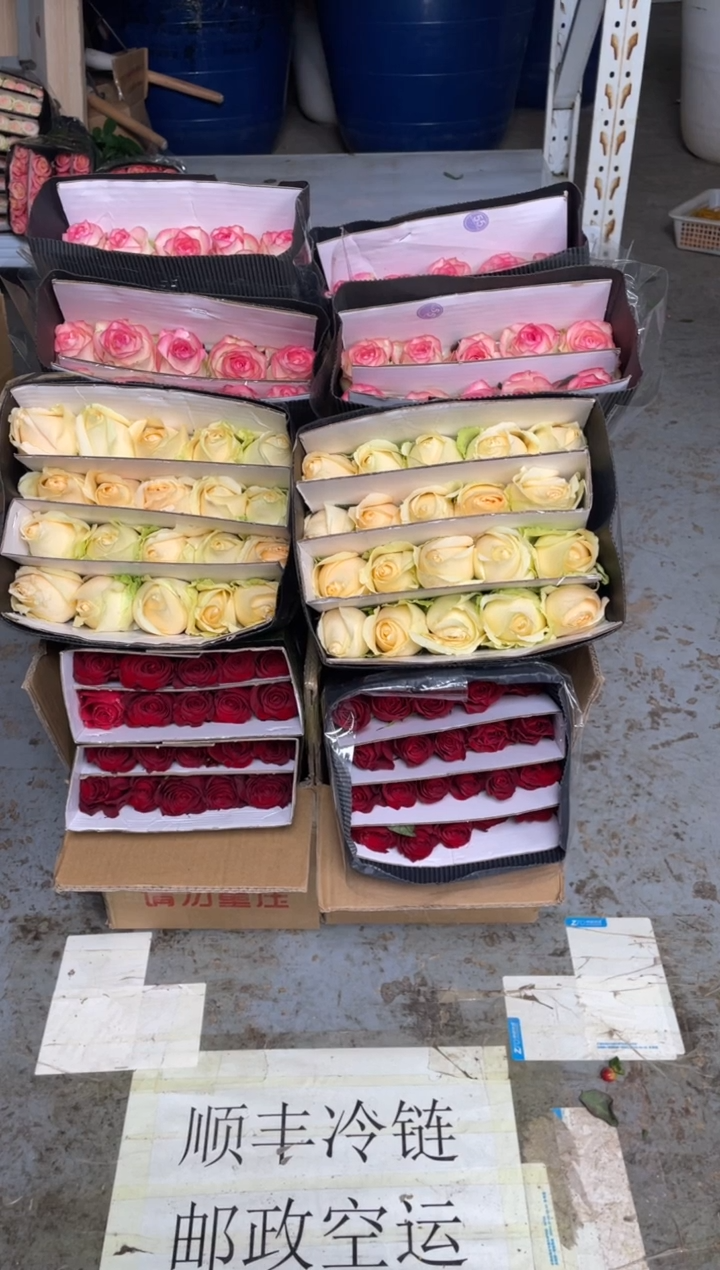 高原红20枝+香槟20枝+艾沙20枝