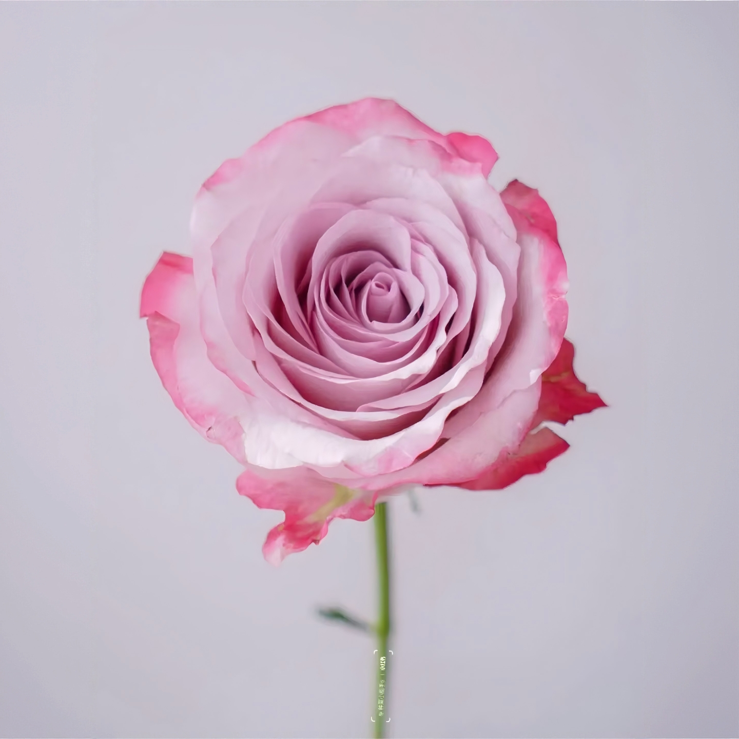 【气场玫瑰10枝】稀有品种玫瑰