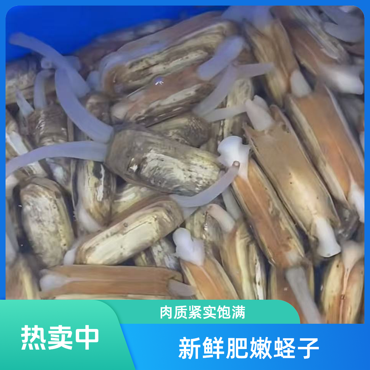  【新鲜】活蛏子20一斤