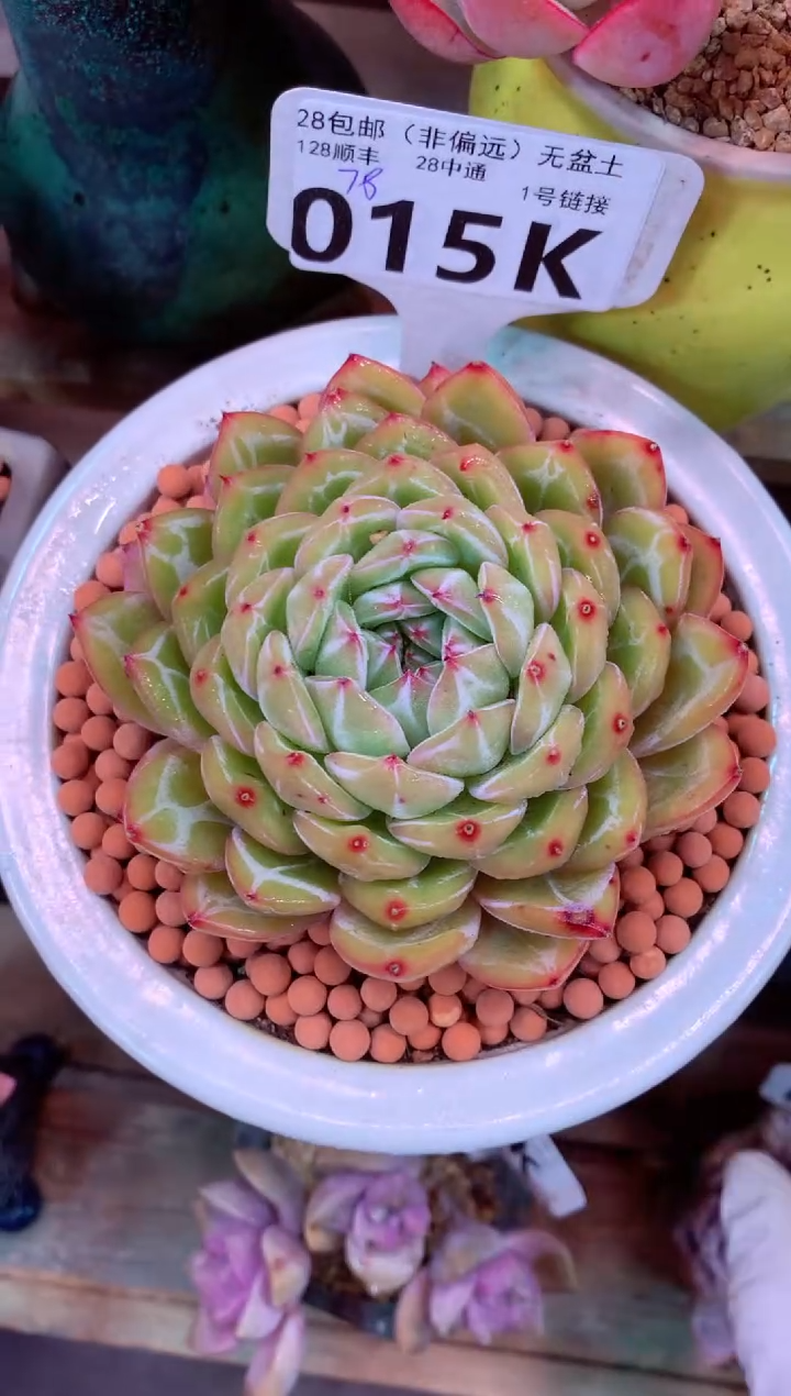 015K（一物一拍，精品多肉，所见即所得 ）