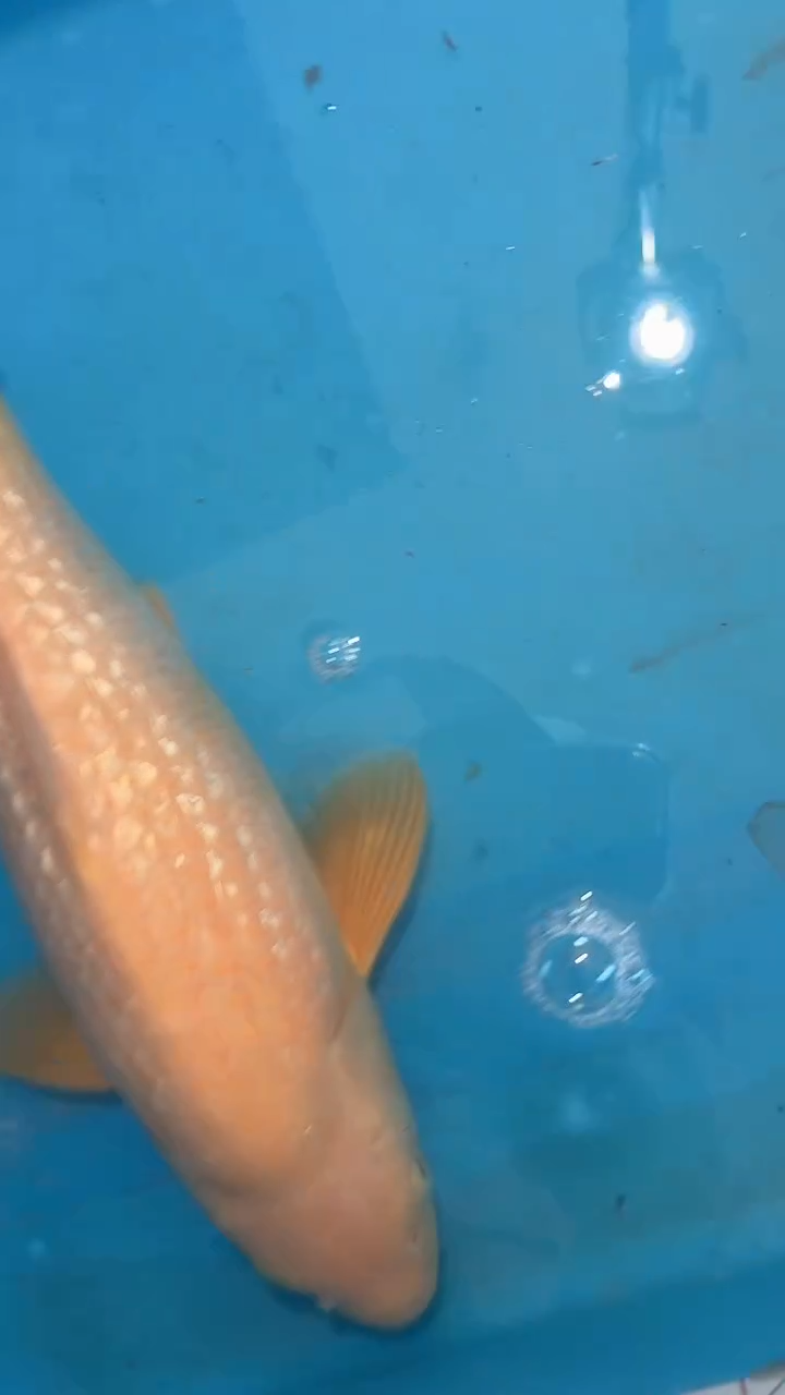 海水鱼太饱锦鲤36cm-45cm不包邮到付