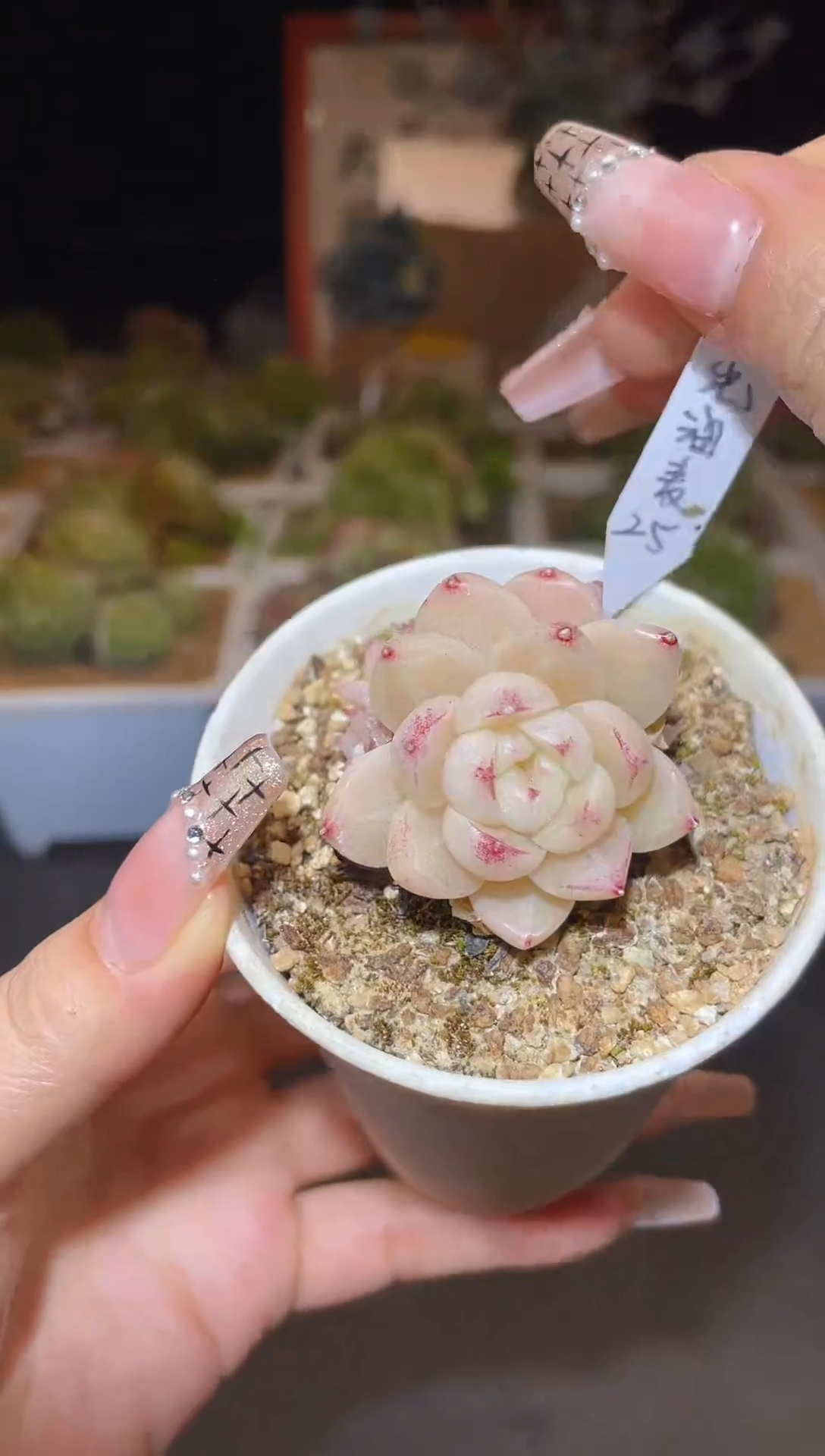 【闪购商品】100珠光麦秆多肉